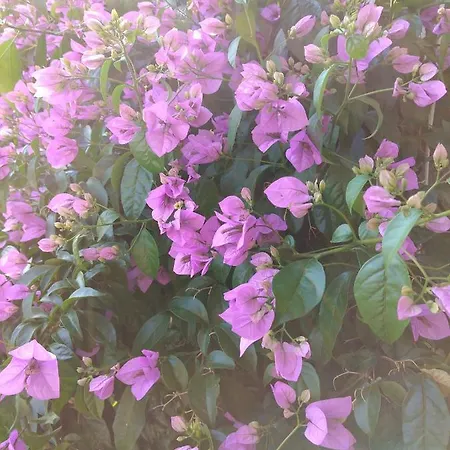 Aparthotel Luna Tsuki Six Rovigno